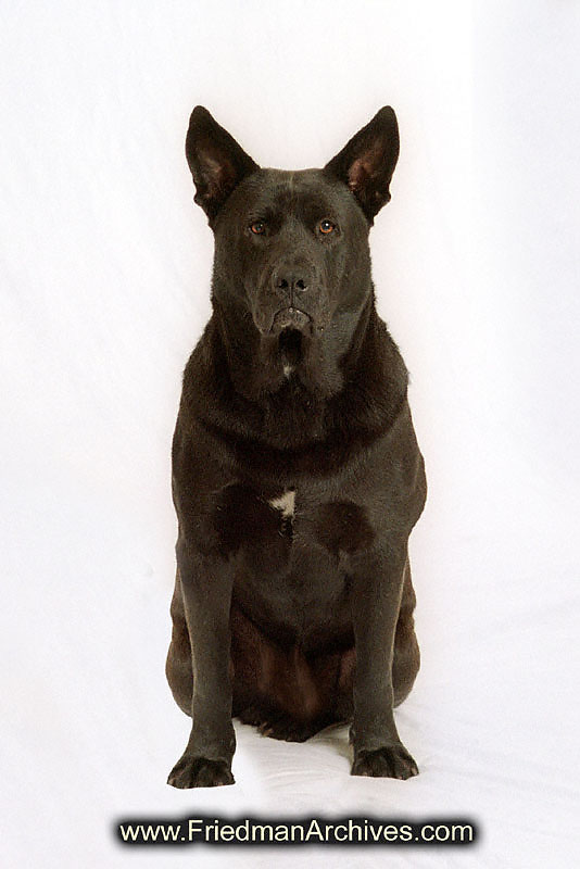 Black Dog White Background Black Dog White Background