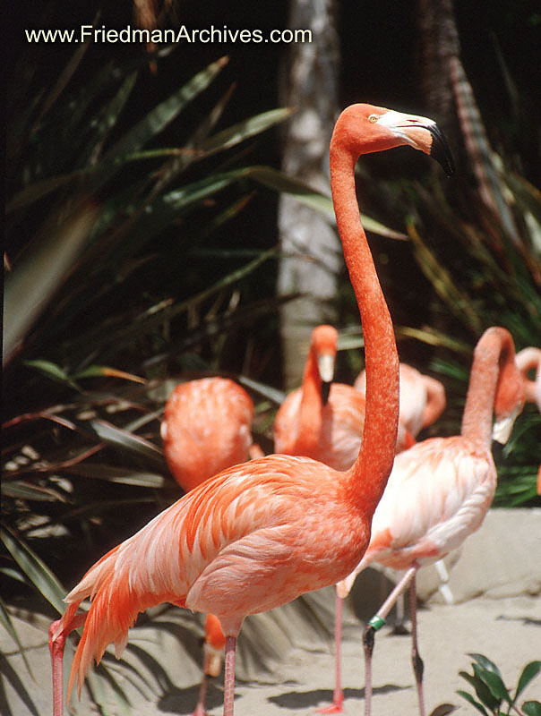 Flamingos Neck