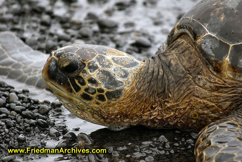 Animals / Turtle 2