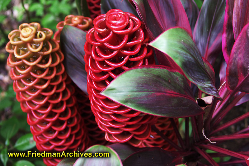 red,leaf,vegetation,flowers,flora,fauna,Hawaii,native,unusual,