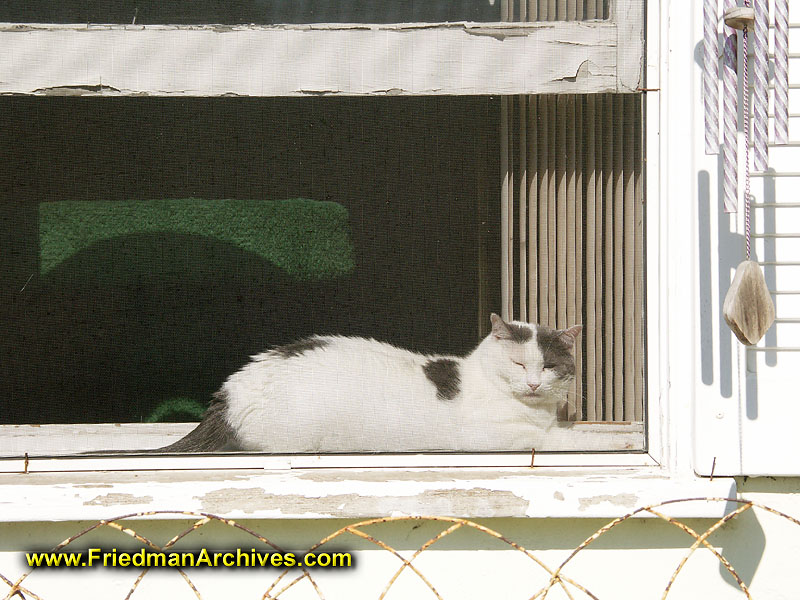 Cat on a Window Sill