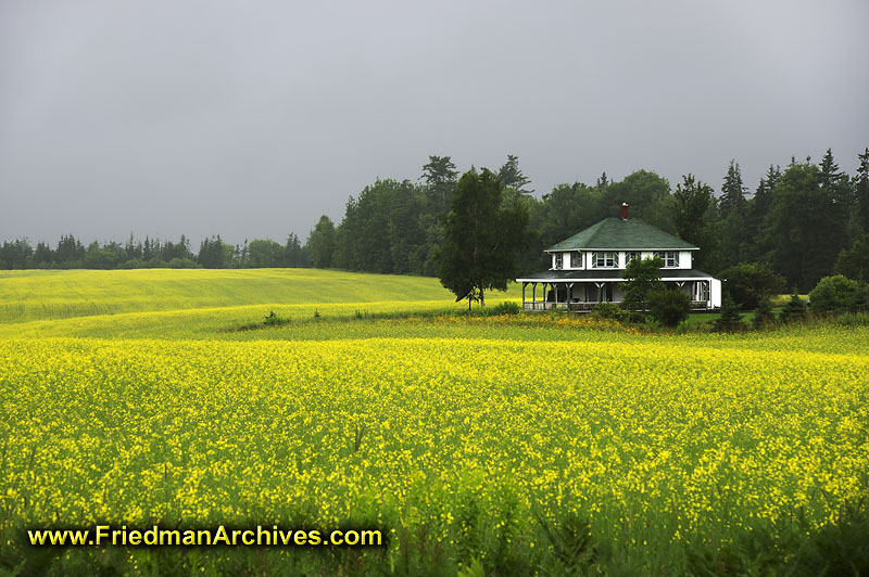 house with yellow flowers house with yellow flowers
