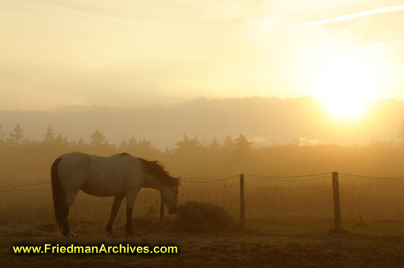 equestrian,horse,fog,fence,sunset,