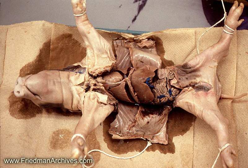 dissected.com