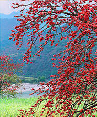 Nujiang Gorge in Spring