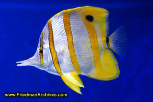 Tropical Fish and Blue