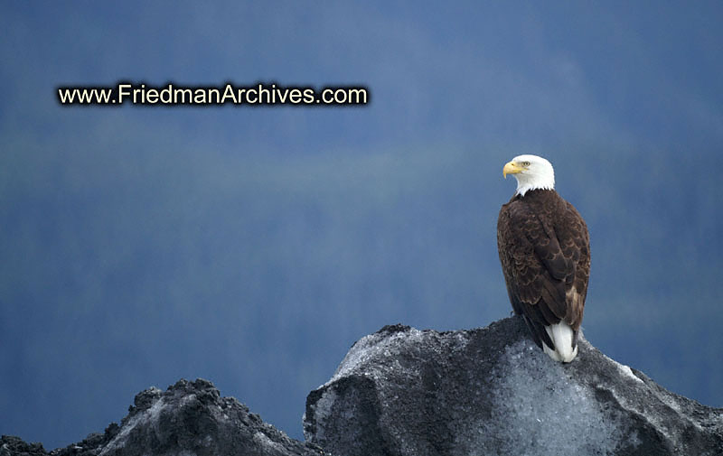 Bald Eagle 2 (Horiz) PICT1787