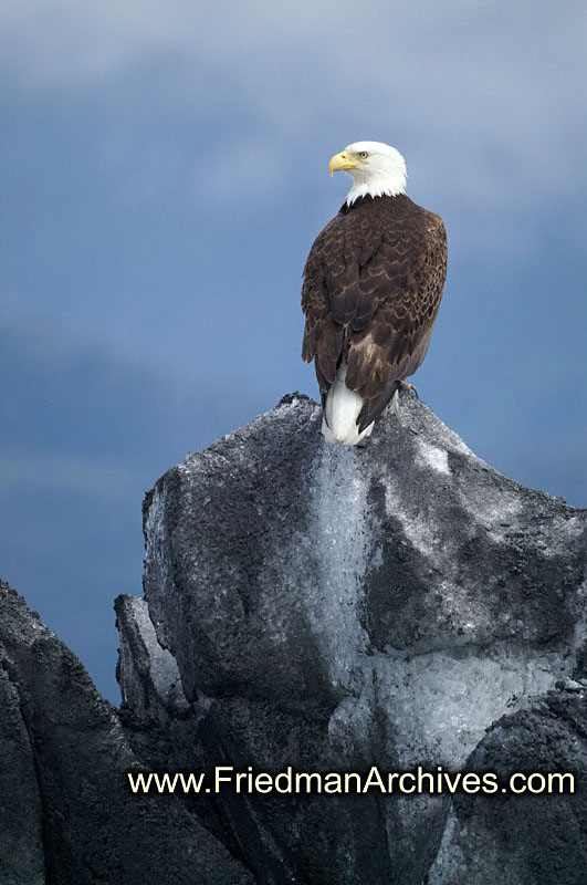 Bald Eagle PICT1807