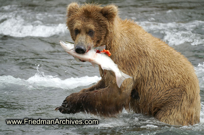 Bear catching fish PICT1340