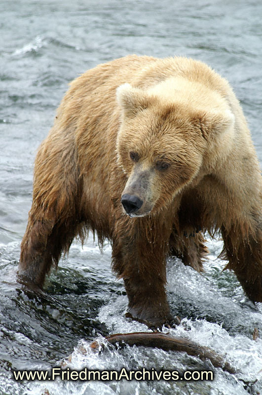 Brown Bear 1 PICT1176