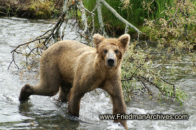 Brown Bear 2 PICT1402