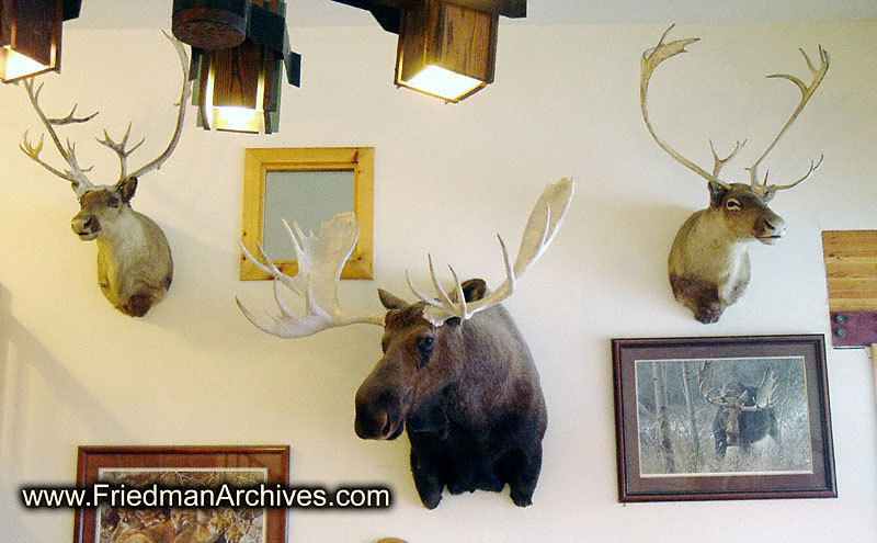 Moose and Deer Heads on wall DSC02028