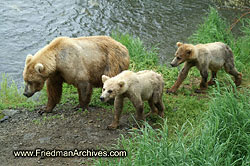 3 Bears PICT1123