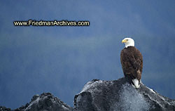 Bald Eagle 2 (Horiz) PICT1787