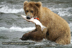 Bear catching fish PICT1340
