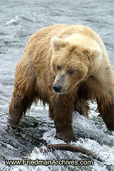 Brown Bear 1 PICT1176