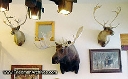 Moose and Deer Heads on wall DSC02028
