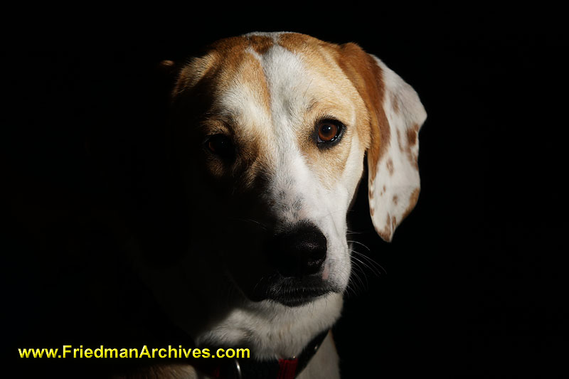 dog,family,portrait,head shot,wireless,flash,beagle,hound,black,