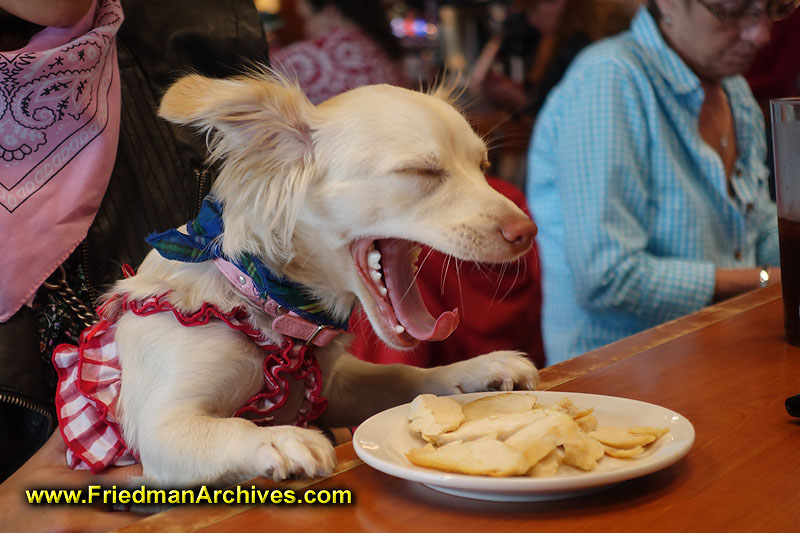 Dog,doggie,yawning,pampered,eating,food,counter,