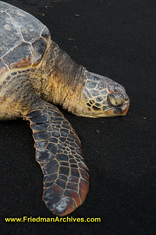 turtle,tortise,sand,black,fin,