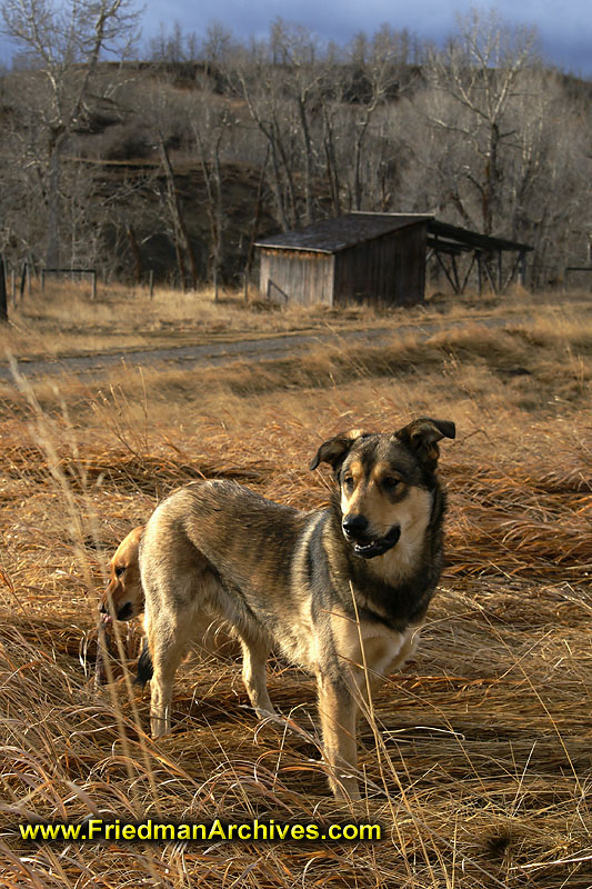 dog,field,backyard,hunting,yellow,grass, shed, 