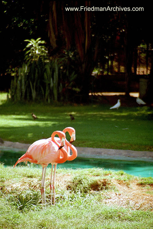 Flamingos