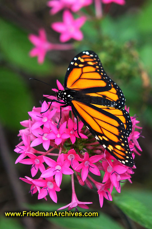butterfly,monarch,flower,pink,yellow,black,macro,low,light,