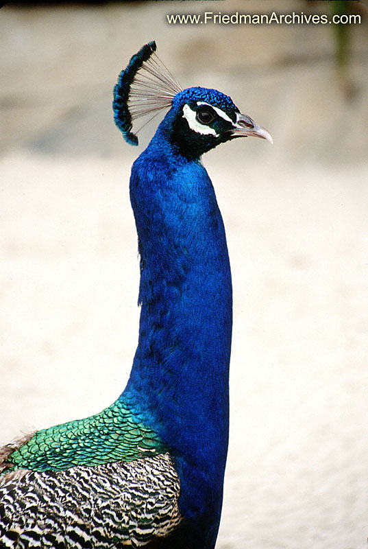 Peacock