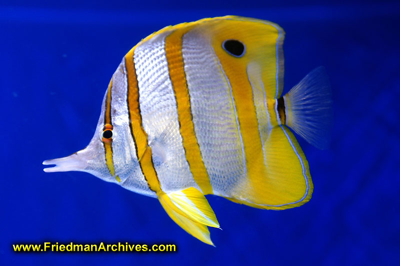 fish,tank,blue,water,yellow,white,pet,hobby,ocean,