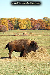 Buffalo