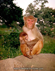 Monkeys_1