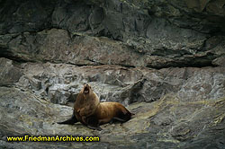 Sea Lion in Alaska PICT1907