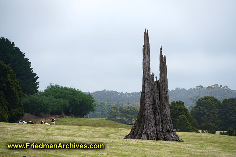 cows,pasture,field,grazing,tree,trunk,rule of 3rds,