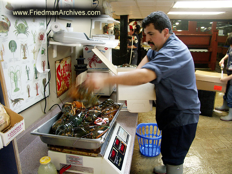 Guy packing lobster PICT2551