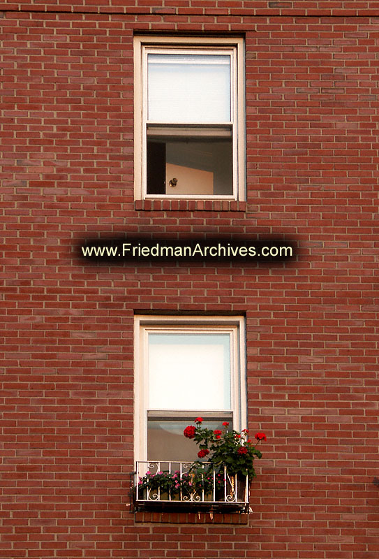 Windows and Flowers PICT2479