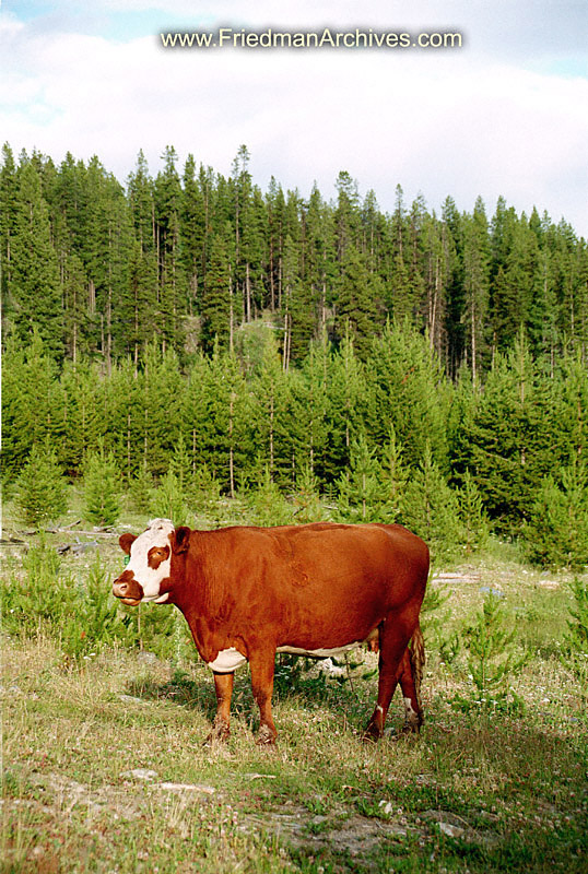 Cow