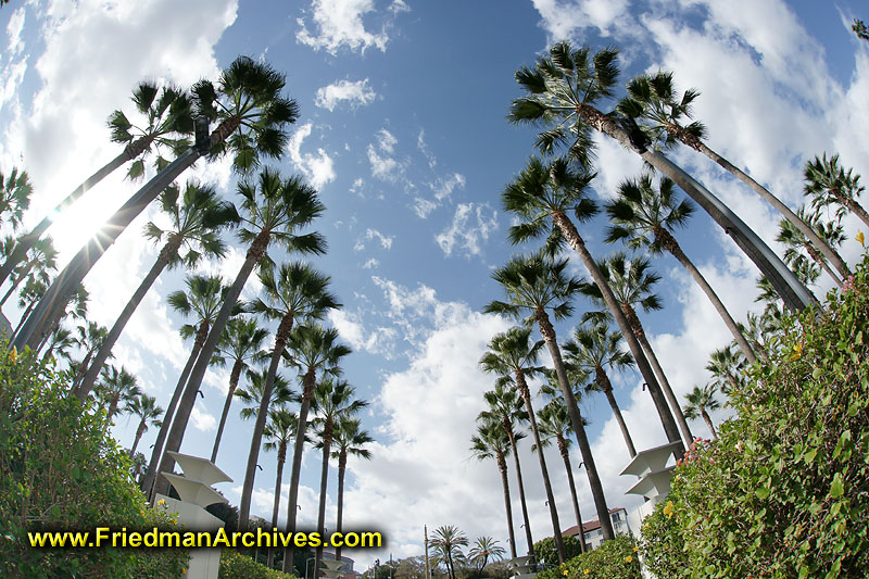 icon,palm trees,palms,forest,lots-o-palms,sky,blue,clouds,