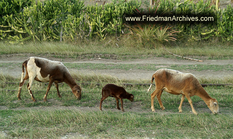 3 goats 300 dpi PICT4189