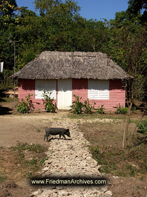 Pink house and pig 300 dpi PICT9161