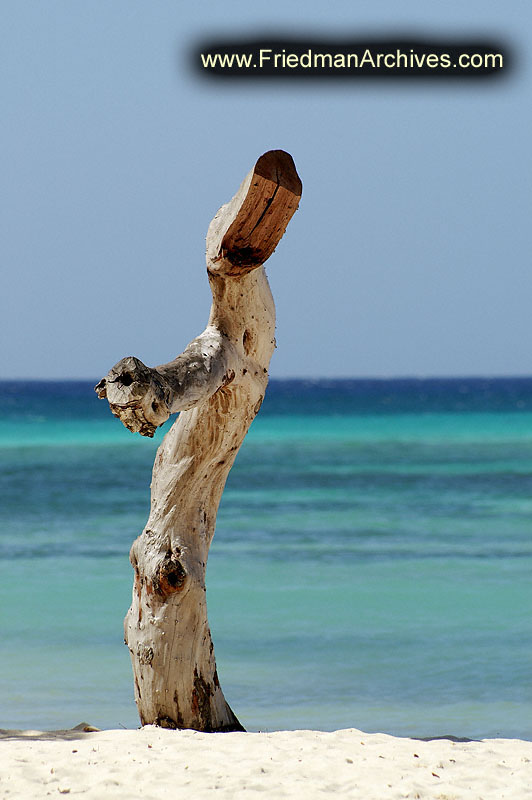 Tree Stump by the Beach 300 dpi PICT3242