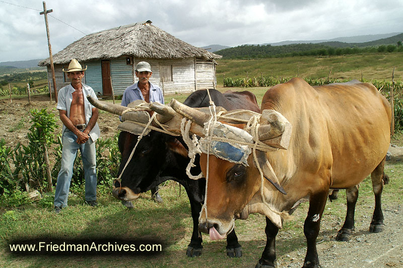 Two Guys with oxen 300 dpi PICT3955