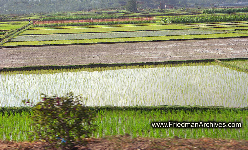 Square rice fields