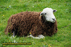 Cherynobyl sheep A9_01114 LR6