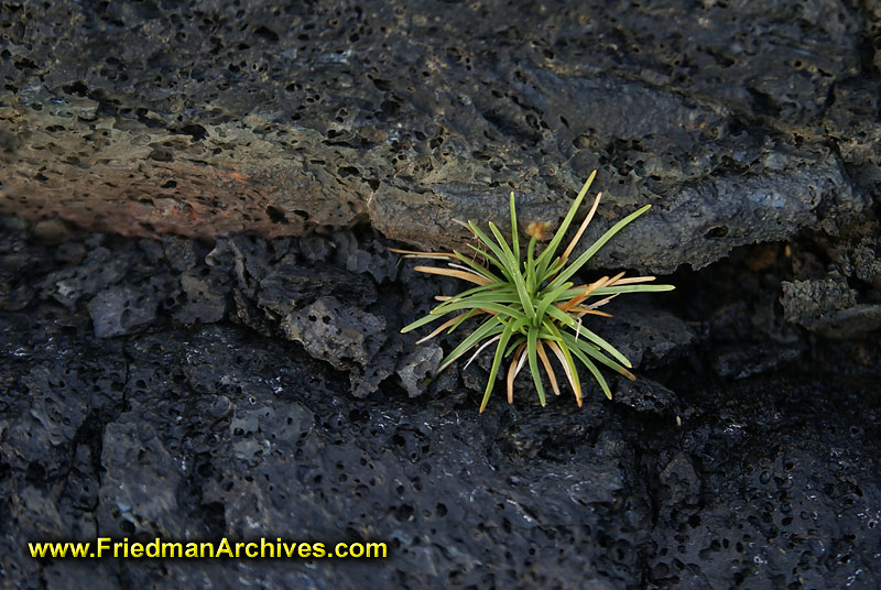 Hawaii Images / Plant from Rock