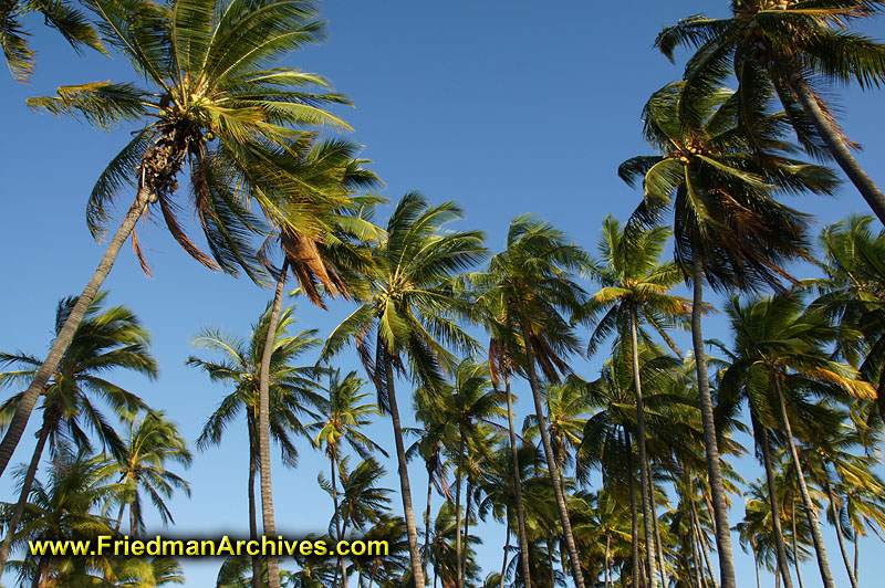 tropical,tree,palm,forest,