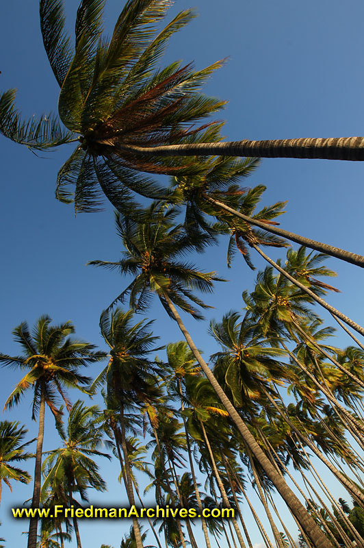 tropical,tree,palm,forest,