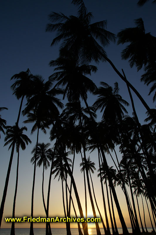 tropical,tree,palm,forest,