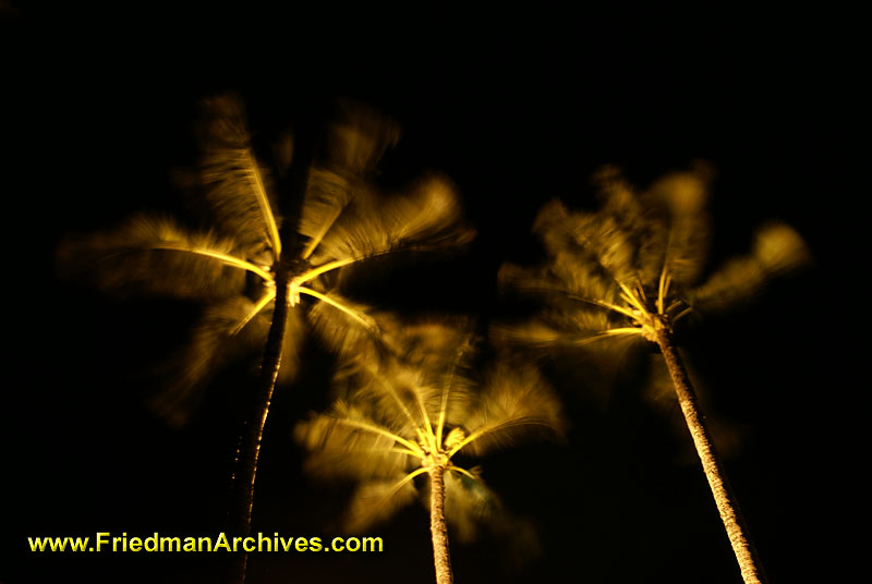 Hawaii Images / Palms at Night