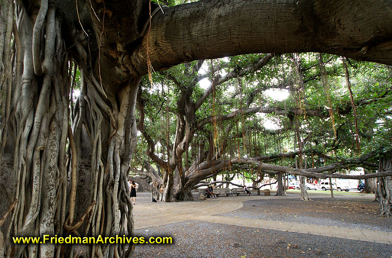 Hawaii Images / Lahaina Banyan Tree