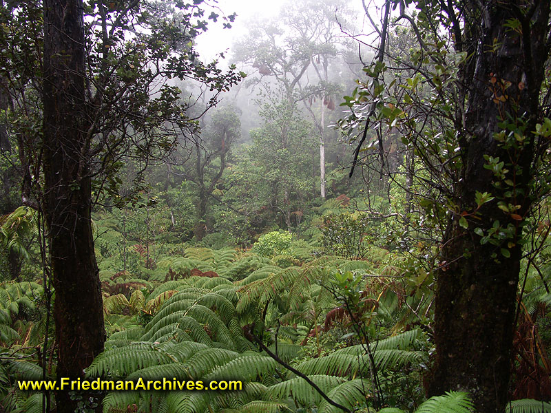 flora,fauna,jungle,plants,forest,wet,ferns,